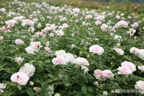 迷你世界如何免费米兰达　迷你世界多米的迷你号-第35张