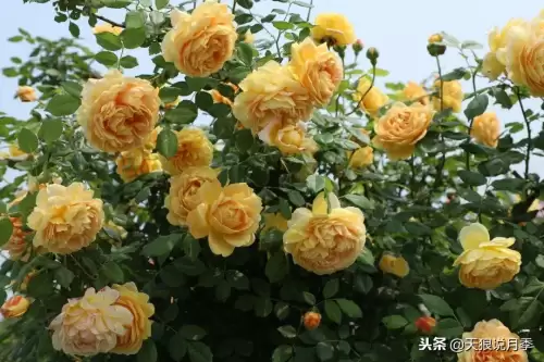 迷你世界如何免费米兰达　迷你世界多米的迷你号-第41张