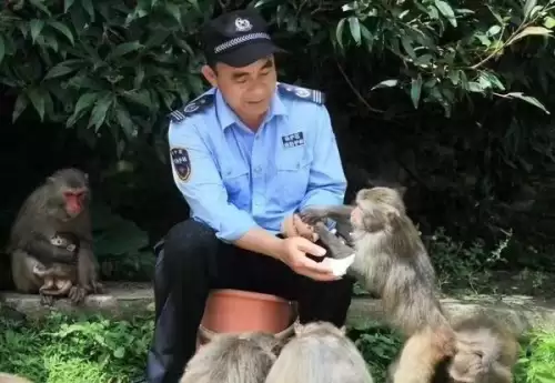 逗小猴开心系列560攻略　逗小猴开心650攻略-第1张