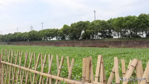 摩尔庄园兔子在哪养　摩尔庄园奶牛怎么获得-第4张