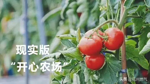 摩尔庄园兔子在哪养　摩尔庄园奶牛怎么获得-第5张